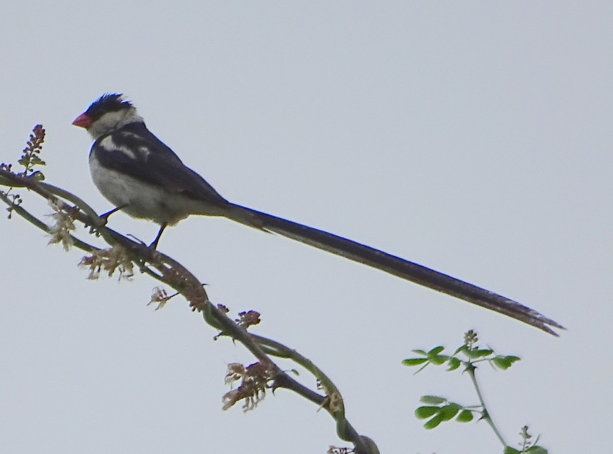 Pin-tailed Whydah - Alfonso Luengo