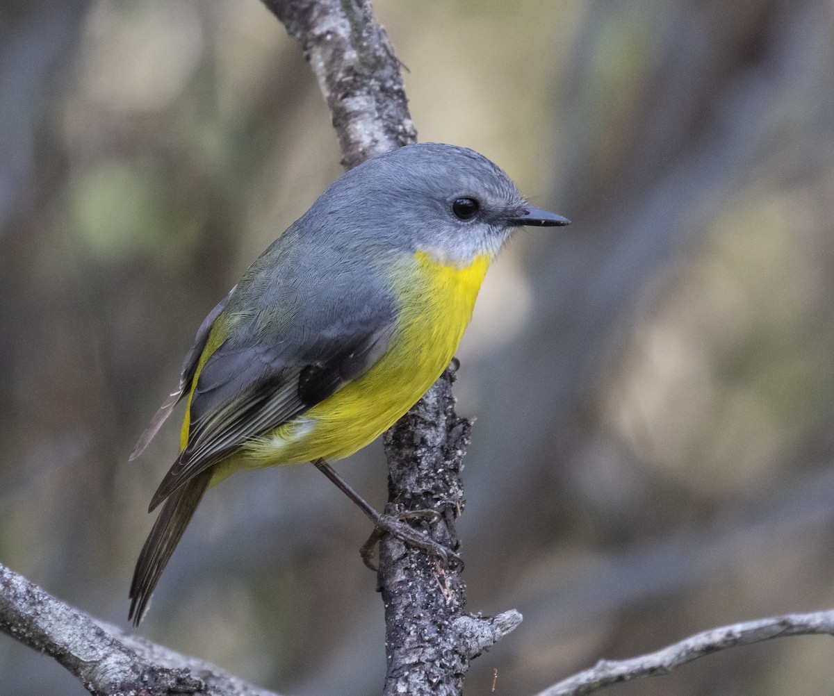 Eastern Yellow Robin - ML348175651