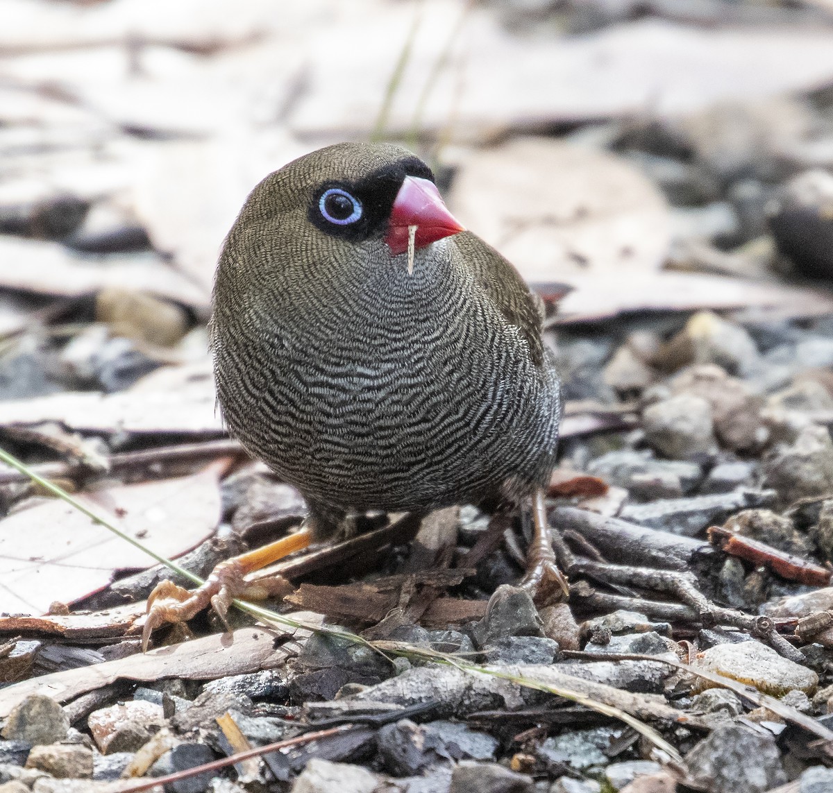 Beautiful Firetail - ML348175701