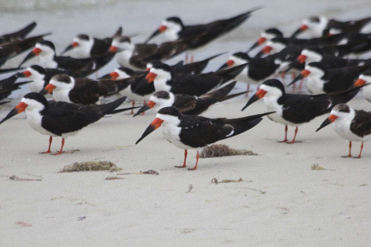 Black Skimmer - ML34817571