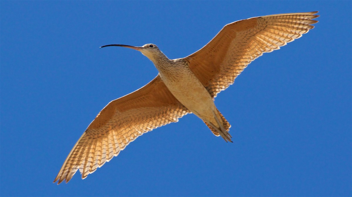 Long-billed Curlew - Ed Harper