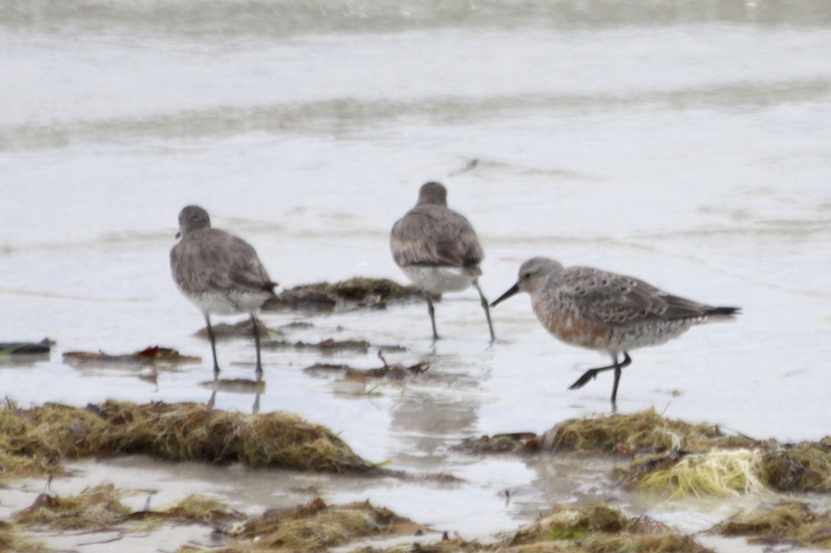 Red Knot - ML34817811