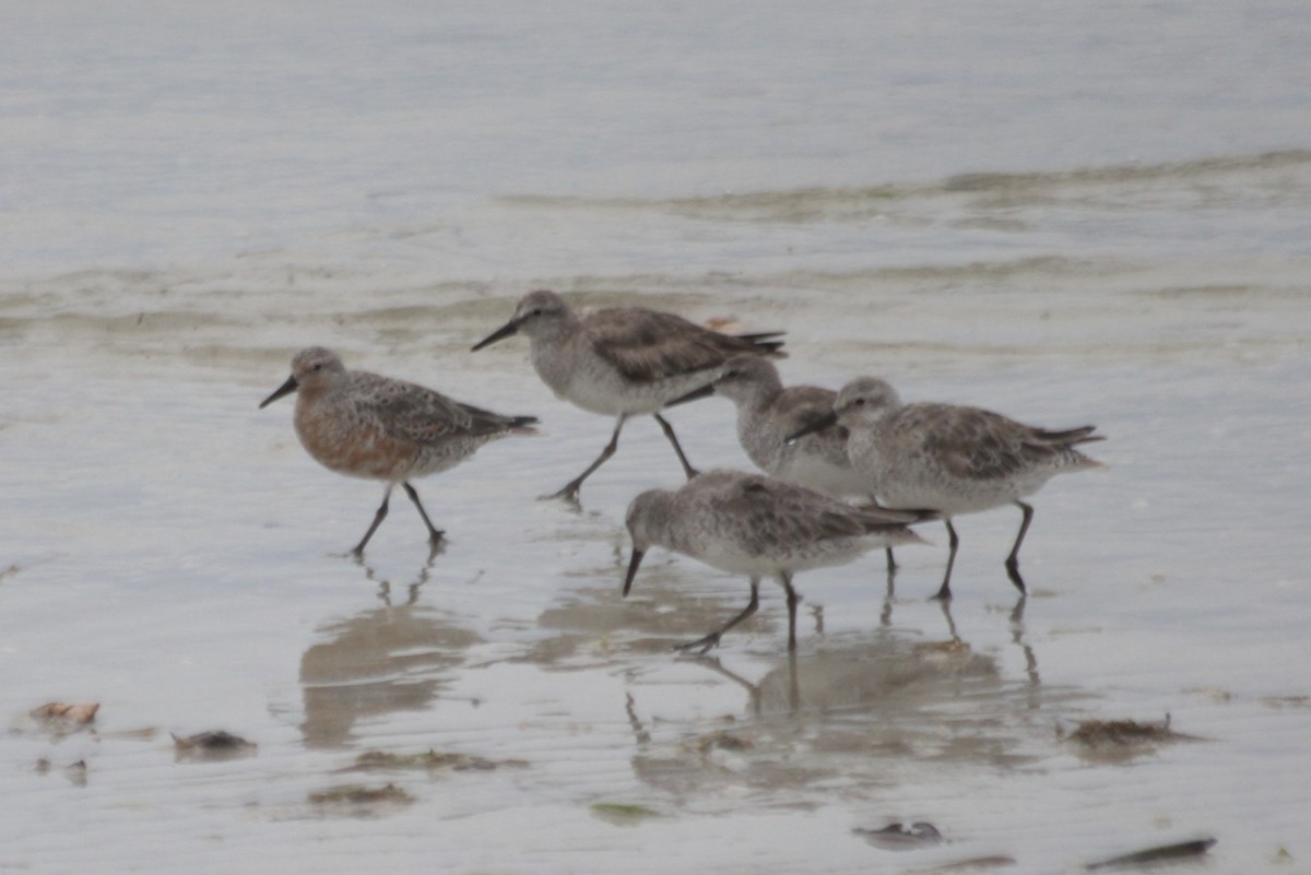 Red Knot - ML34817821