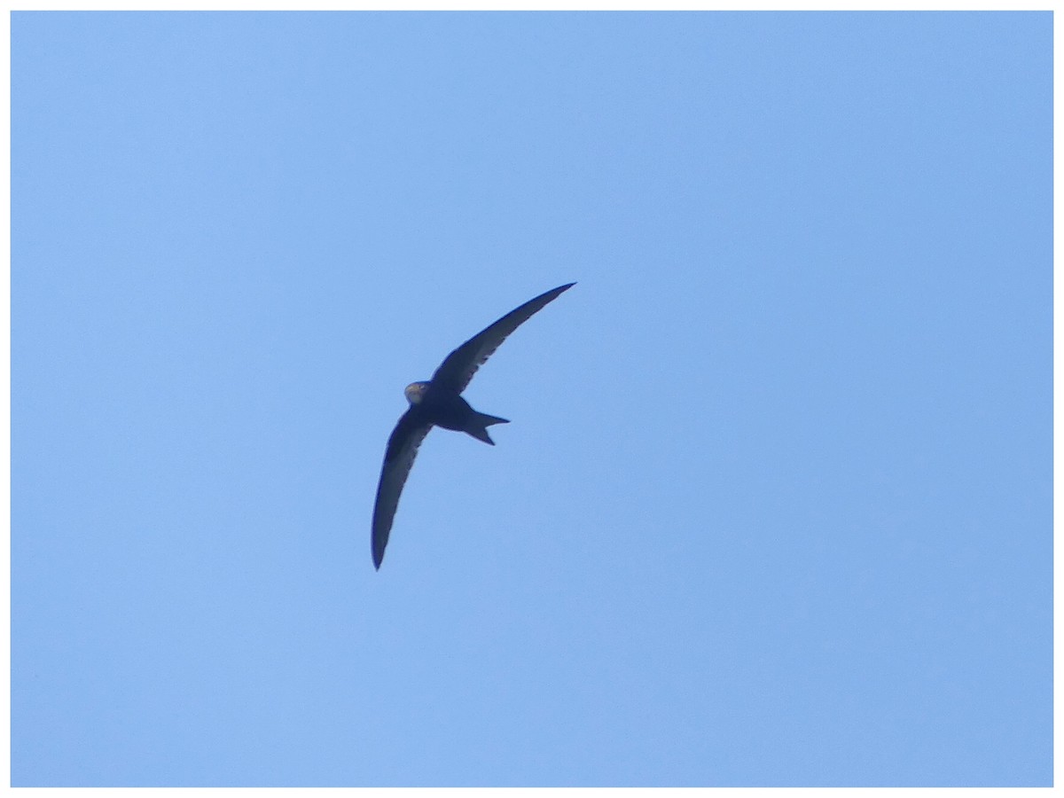 Common Swift - ML348178261