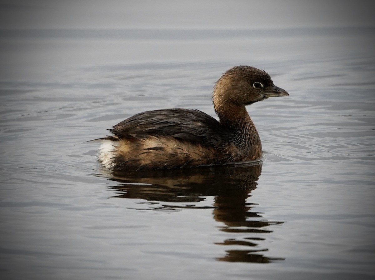 Pied-billed Grebe - ML348178351