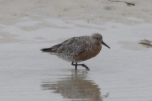 Red Knot - ML34818061