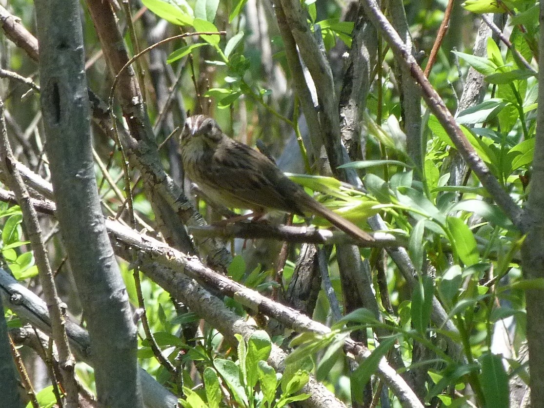 Lincoln's Sparrow - ML348181351