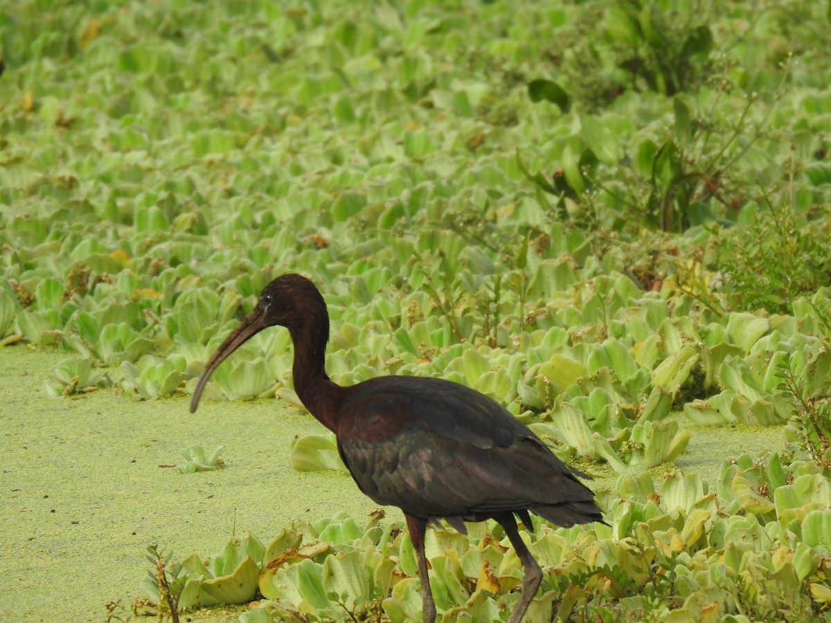 ibis hnědý - ML348181401