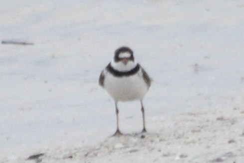 Semipalmated Plover - ML34818151