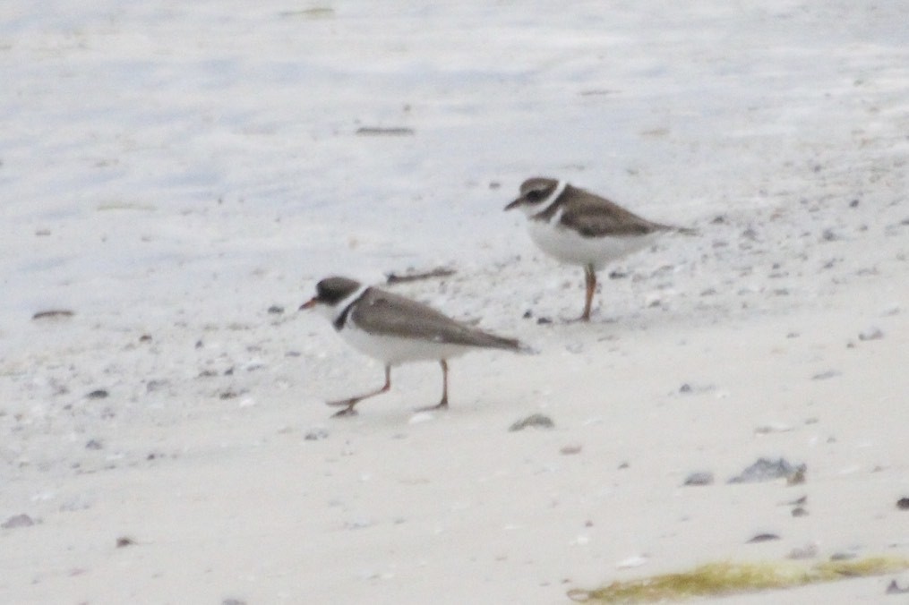 Semipalmated Plover - ML34818161