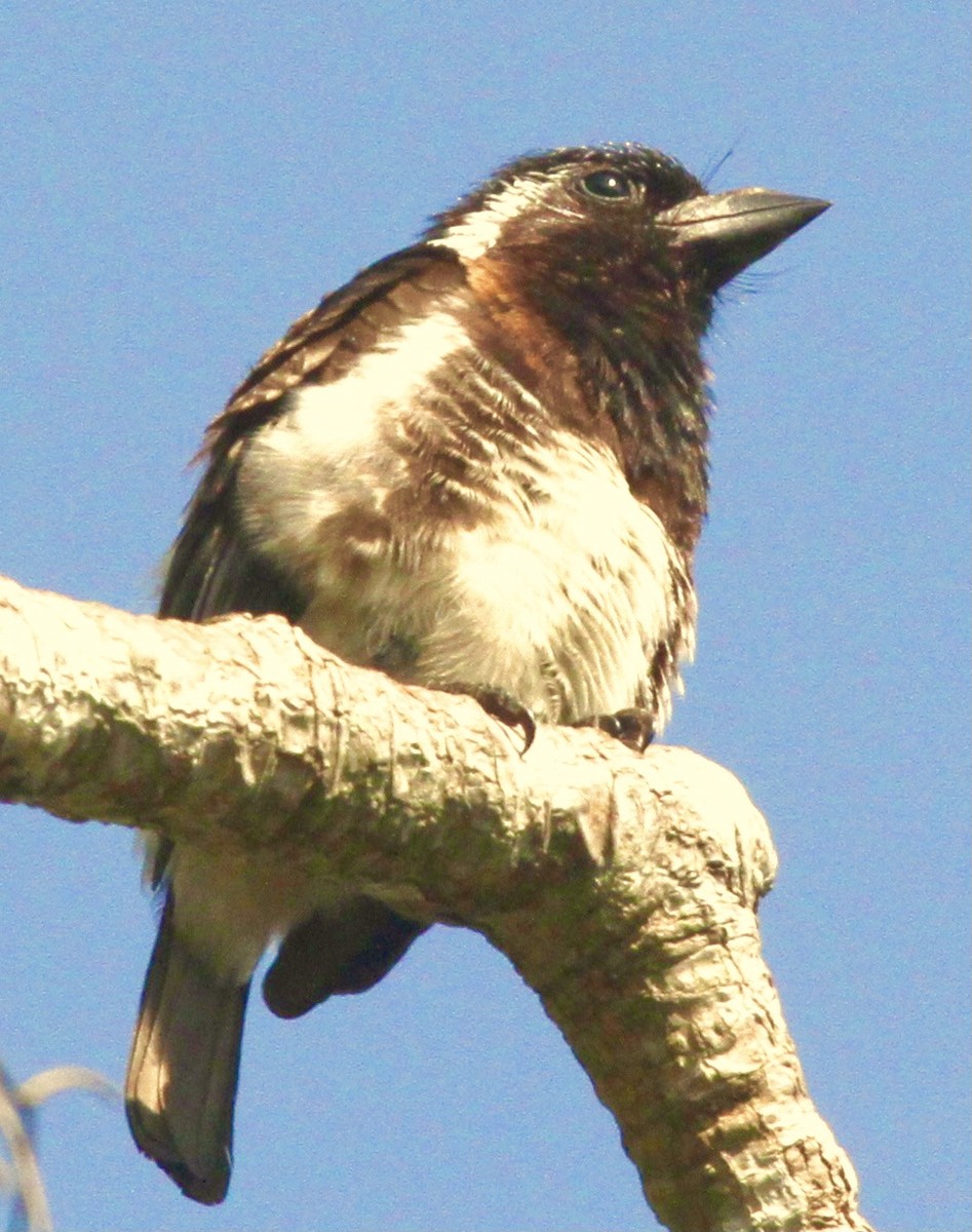 White-eared Barbet - ML348182161