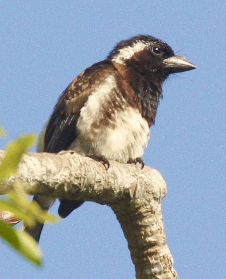 White-eared Barbet - ML348182181
