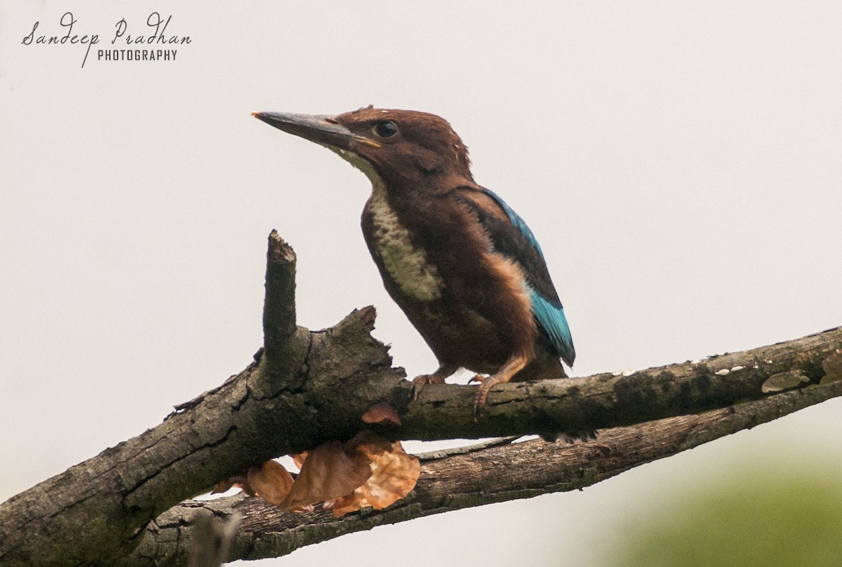 White-throated Kingfisher - ML348183361