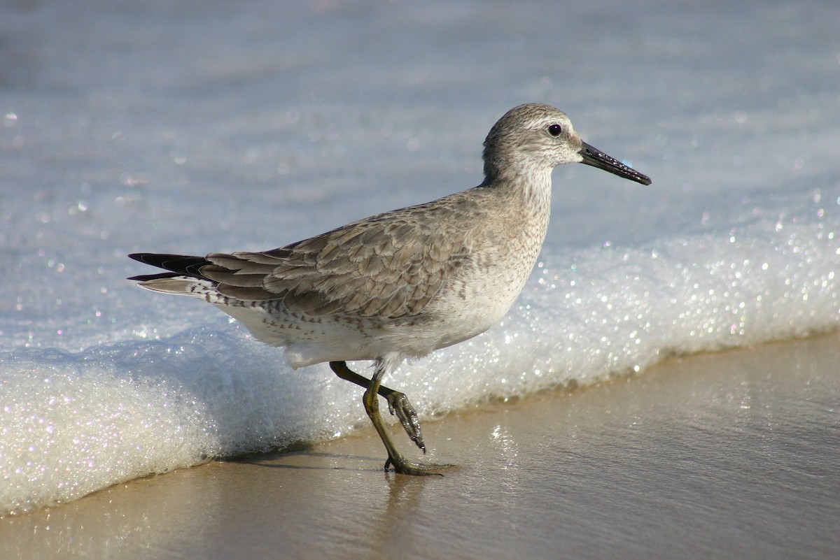 Red Knot - David  Clark