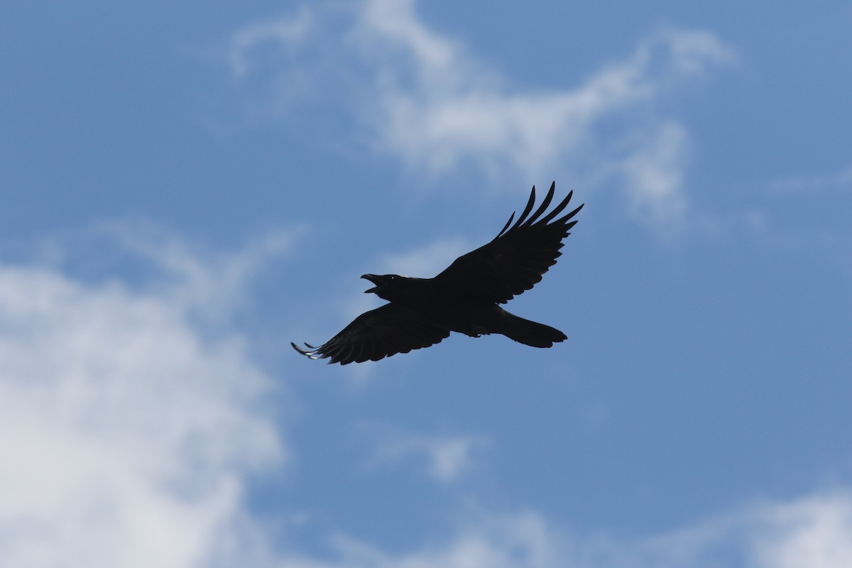 Common Raven - ML34818401