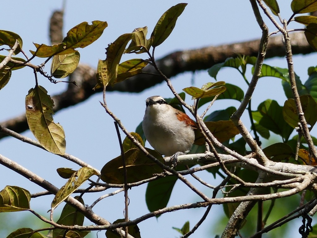 Brown-crowned Tchagra - ML348185271