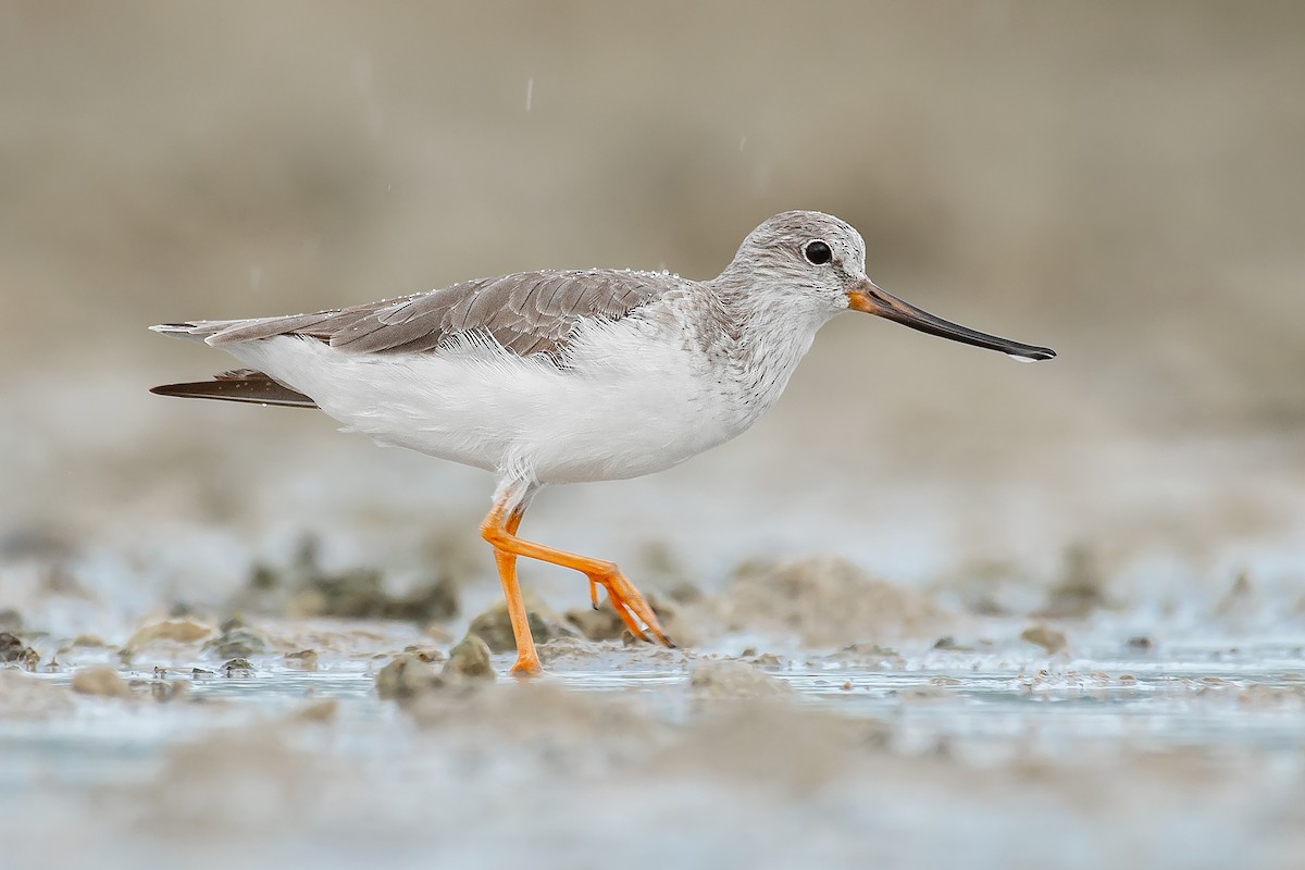 Terek Sandpiper - ML348187321