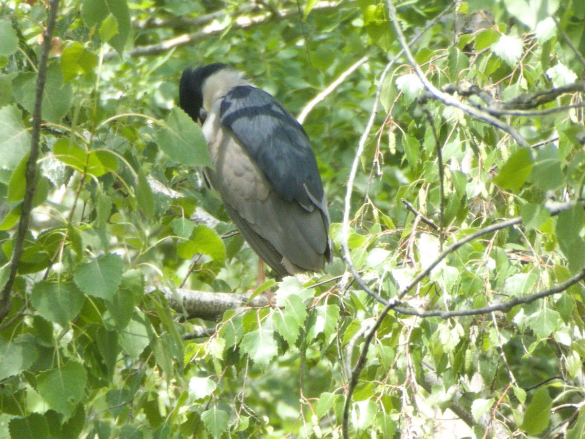 Black-crowned Night Heron - ML348187471