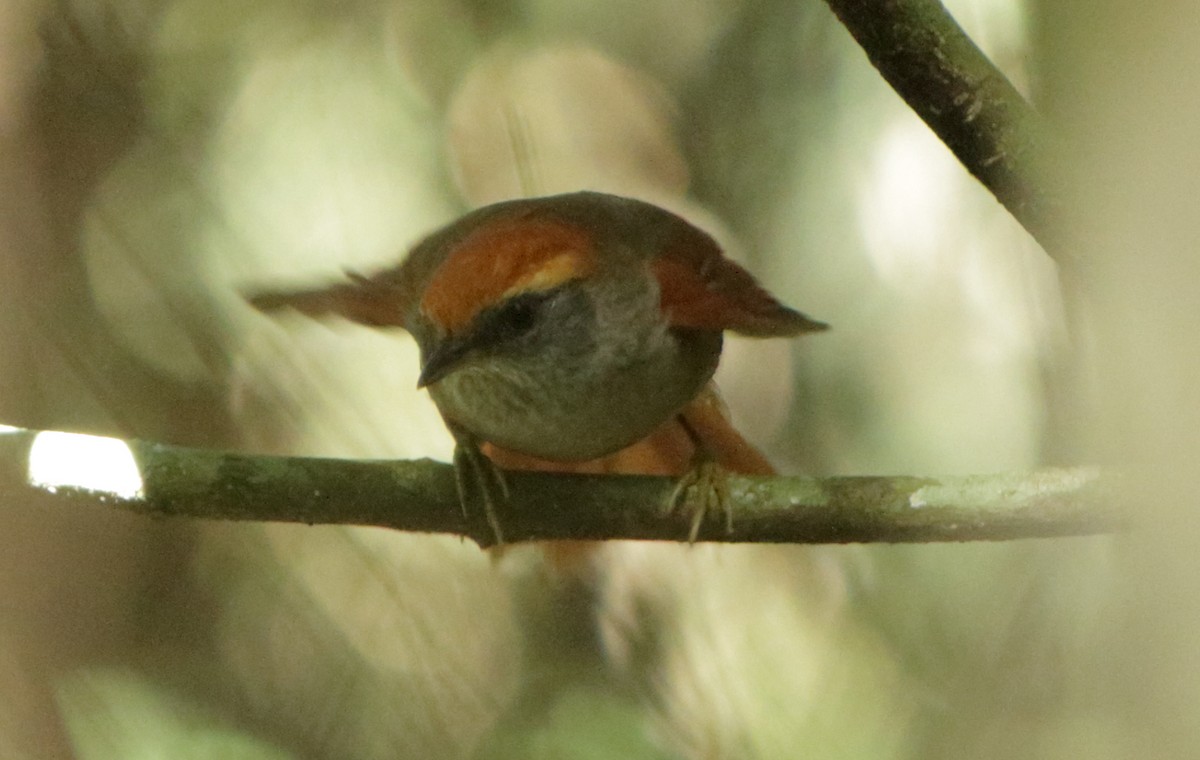 Rufous-capped Spinetail - ML348188371