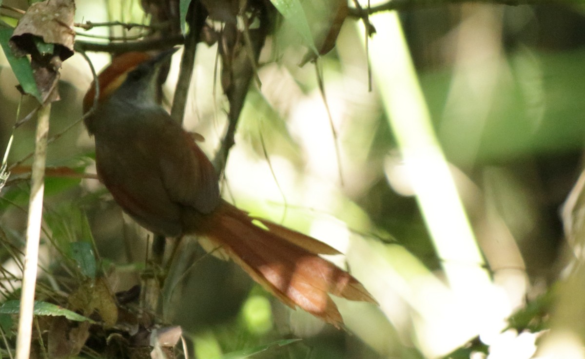 Rufous-capped Spinetail - ML348188381