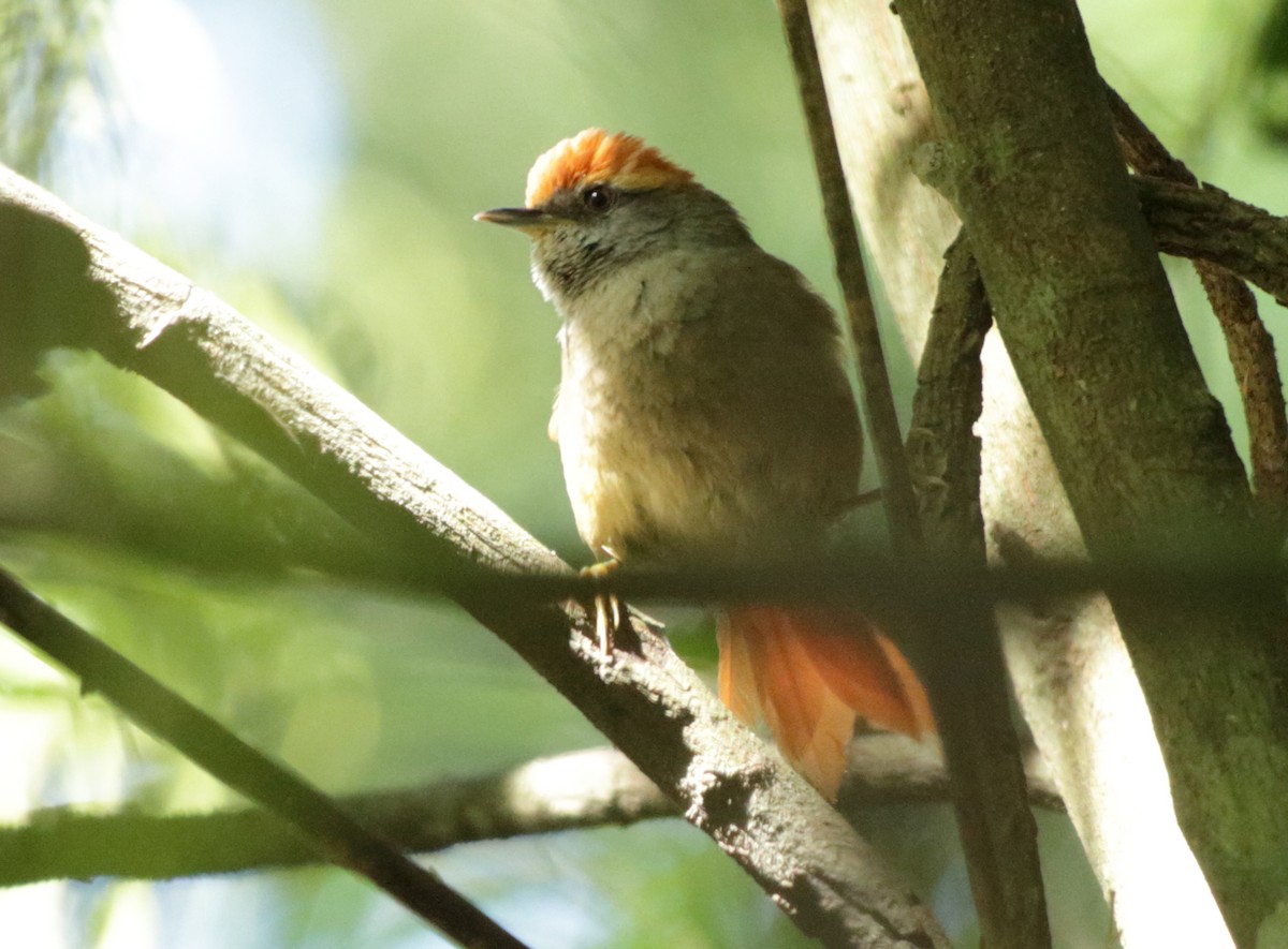 Rufous-capped Spinetail - ML348188391