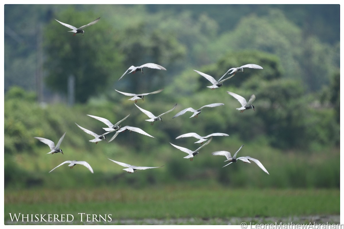 Whiskered Tern - ML348189261