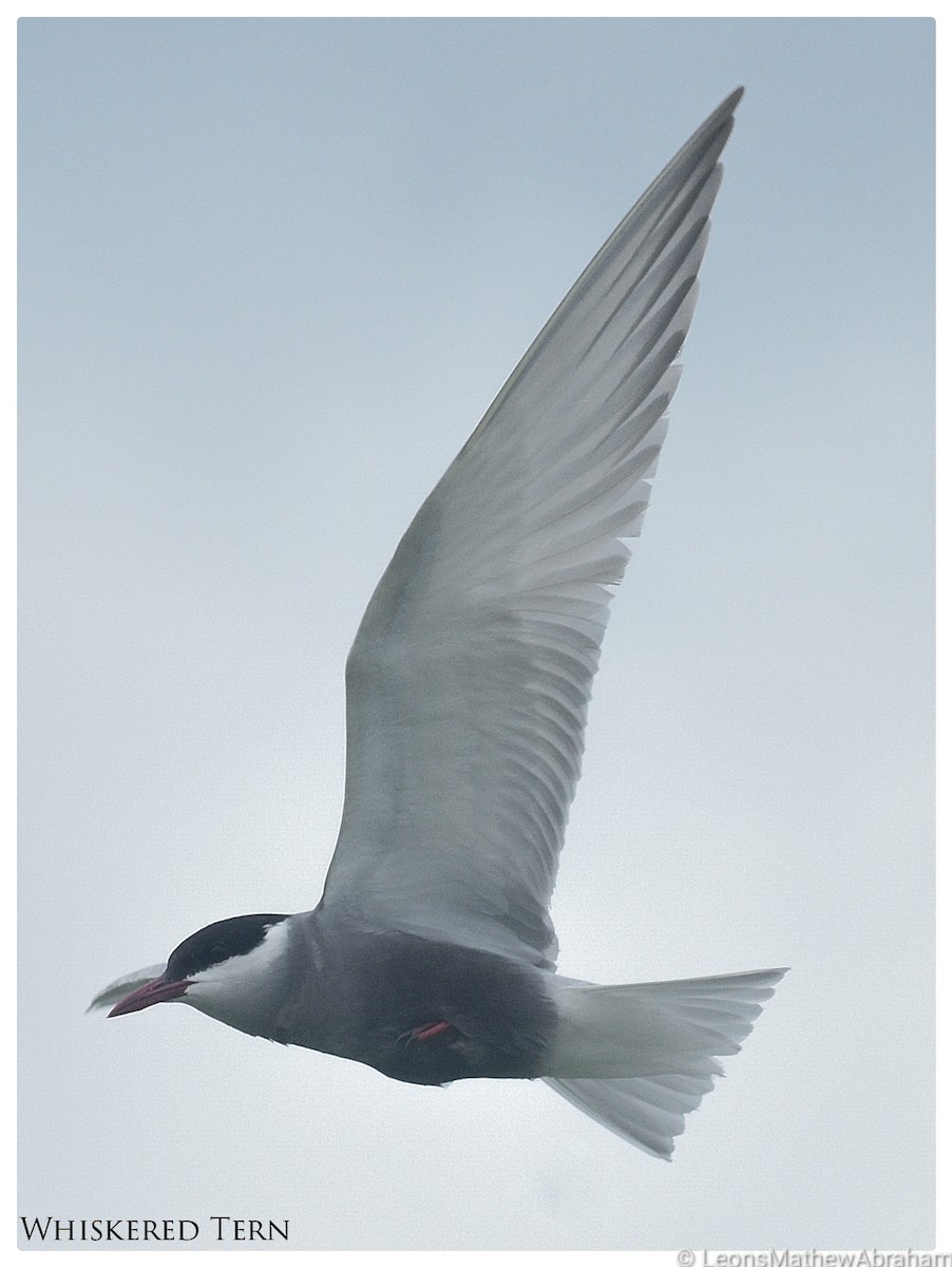 Whiskered Tern - ML348189321