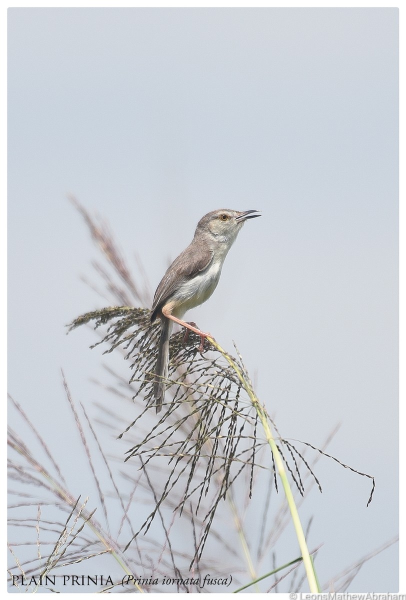 Plain Prinia - ML348189381