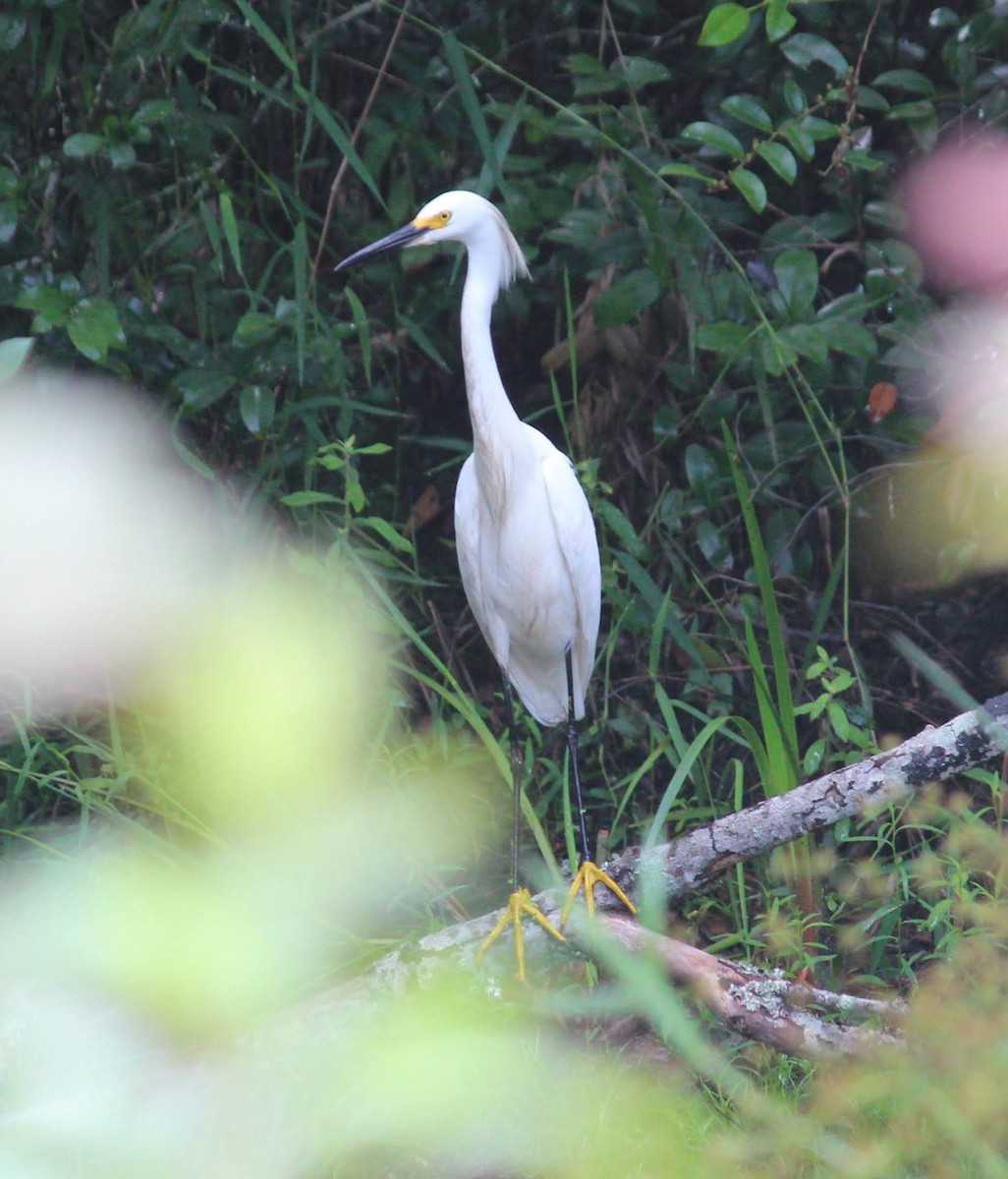 Snowy Egret - ML348189721