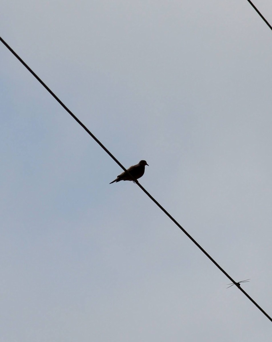 Common Ground Dove - ML348189761