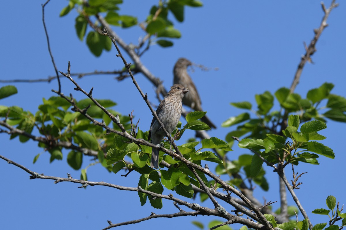 メキシコマシコ - ML348190011