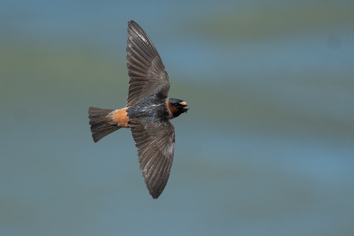 Cliff Swallow - Ryan Griffiths