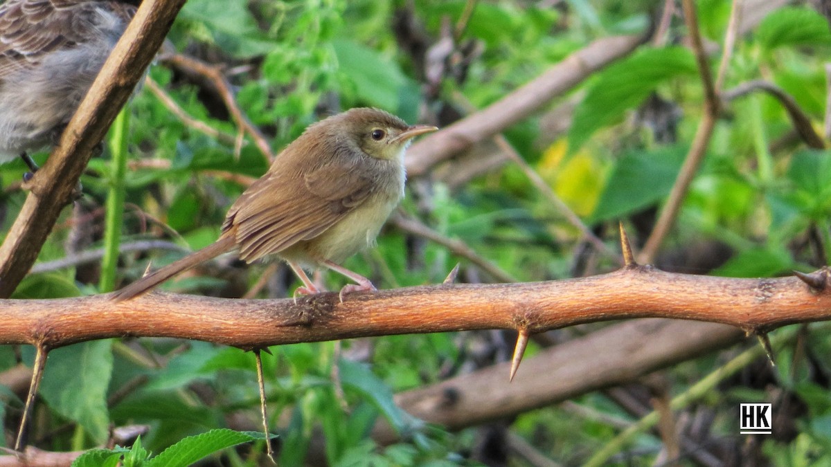 Jungle Prinia - karthick hari