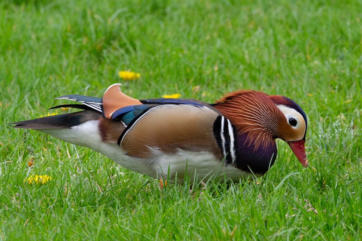 Mandarin Duck - ML348191541