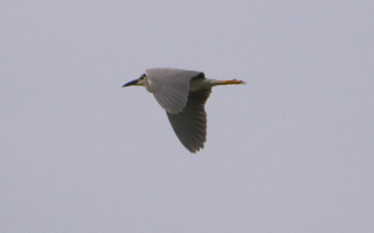 Black-crowned Night Heron - Sandeep Biswas