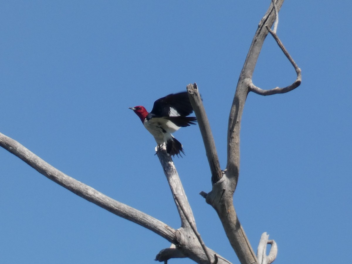 Red-headed Woodpecker - ML348192171
