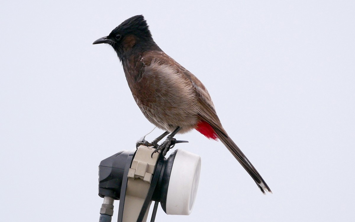 Red-vented Bulbul - Sandeep Biswas