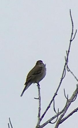 Alder Flycatcher - ML348193731