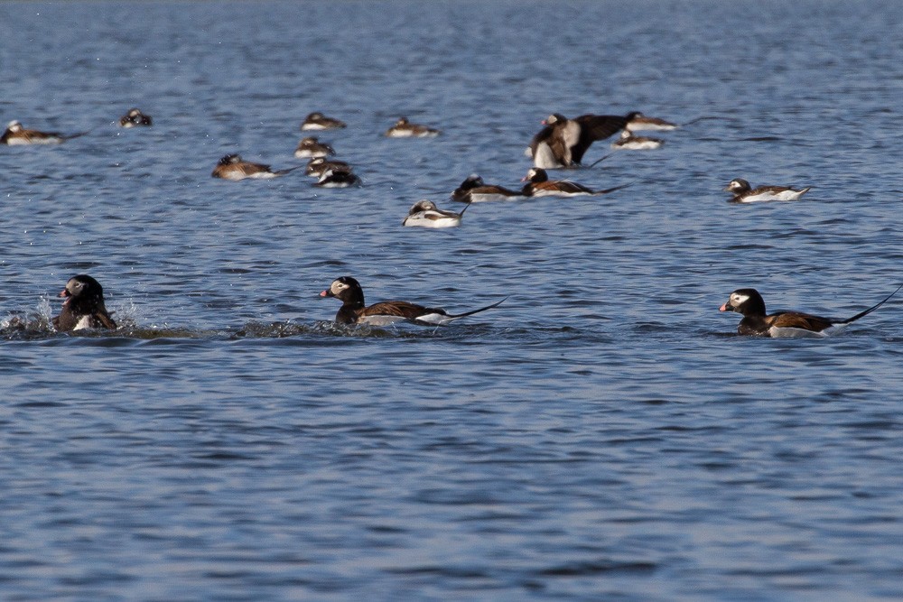 Long-tailed Duck - ML348195041