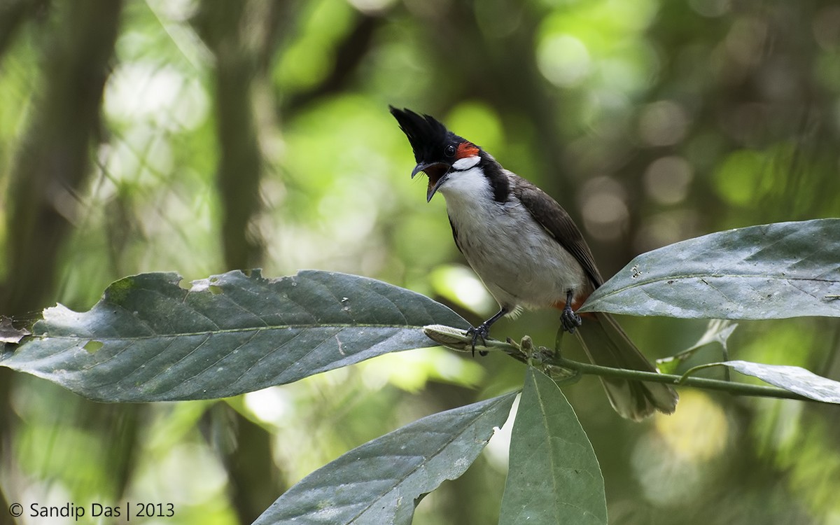 bulbul červenouchý - ML348195691