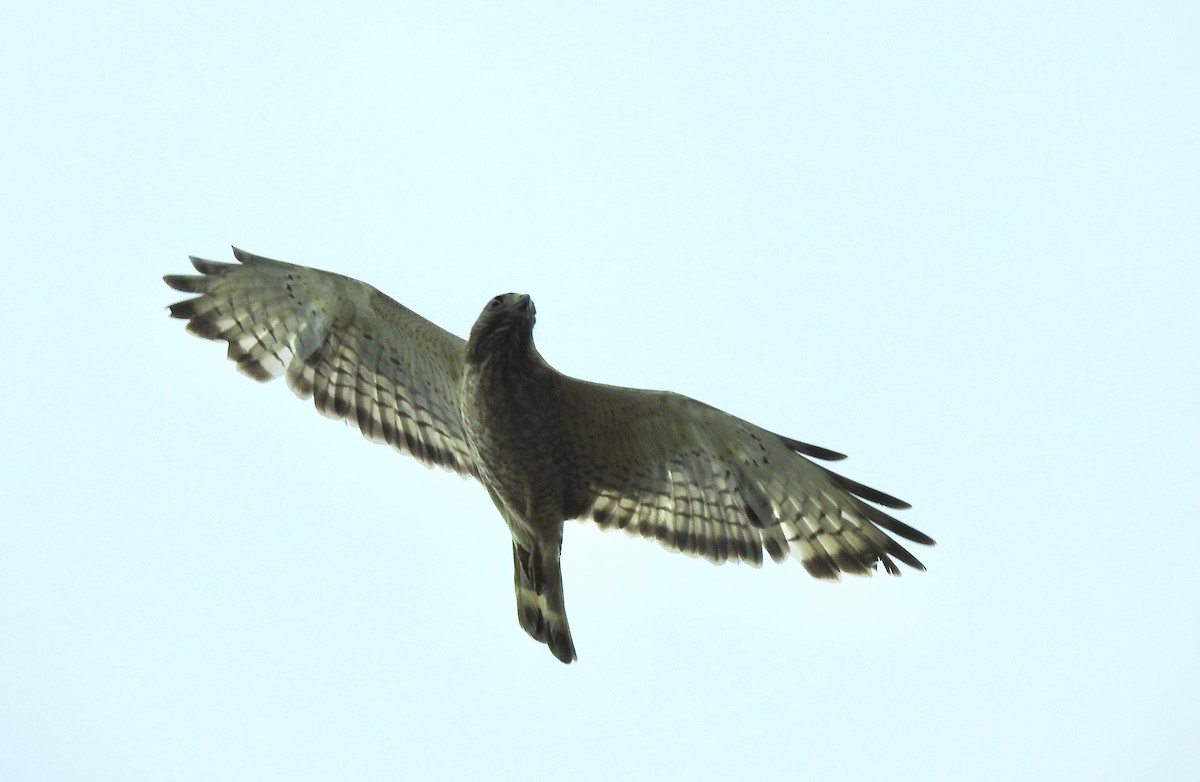 Broad-winged Hawk - ML348196681