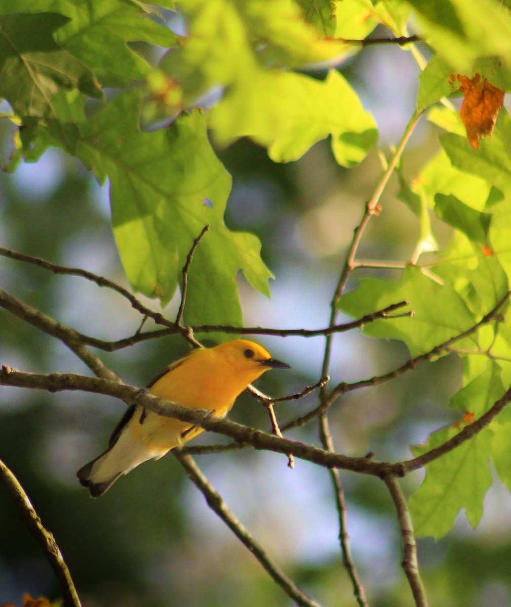 Prothonotary Warbler - ML348196721