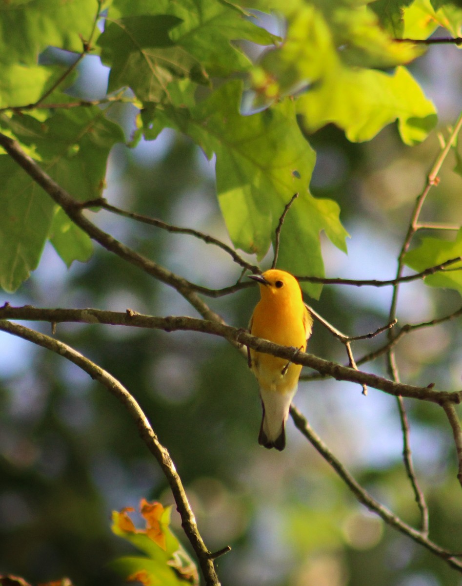 Prothonotary Warbler - ML348196731