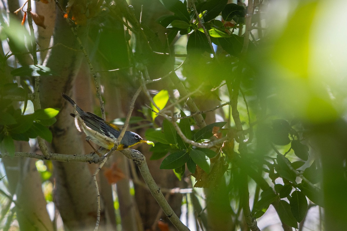 Northern Parula - ML348197941