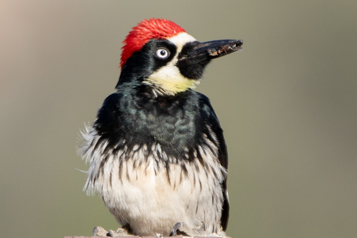 Acorn Woodpecker - ML348198131
