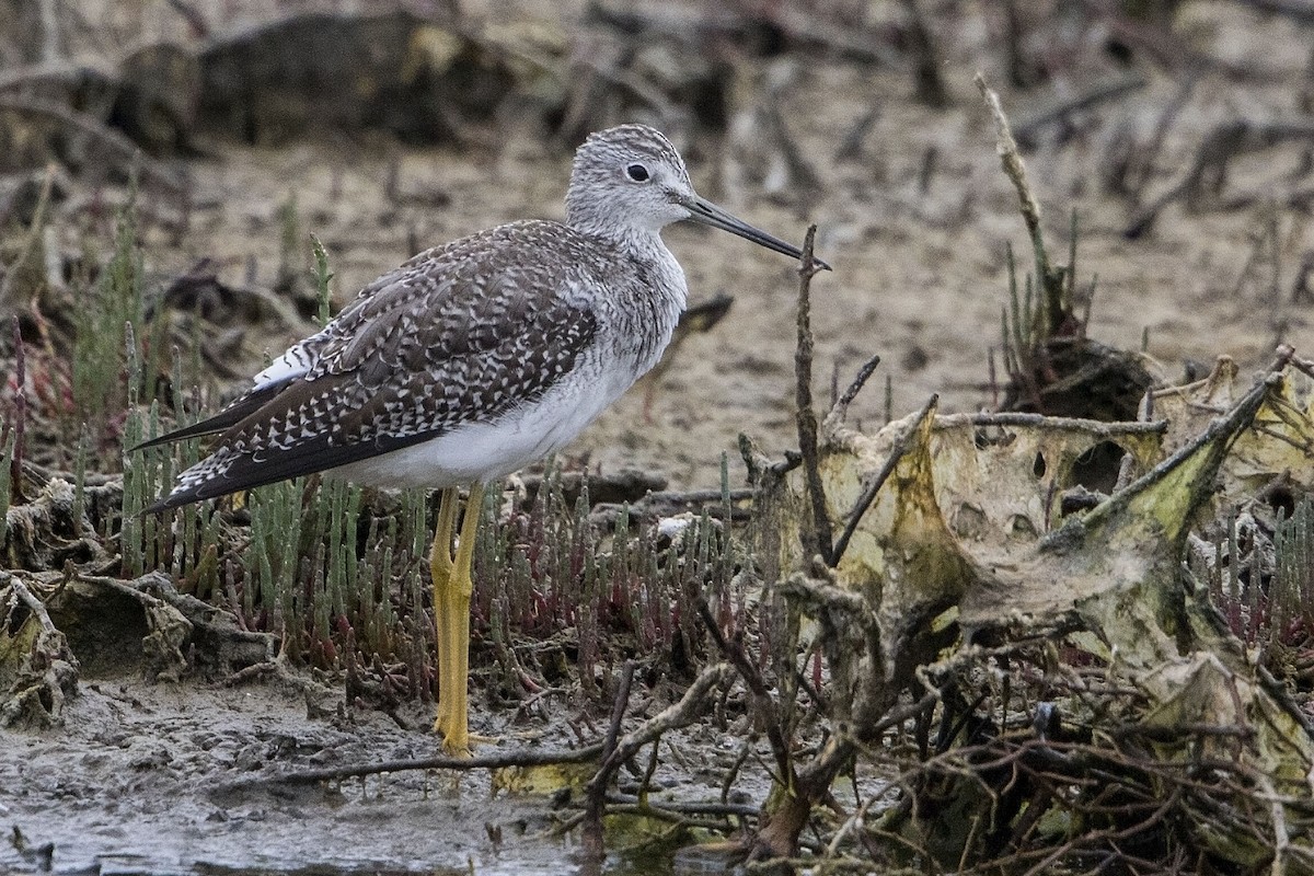 Greater Yellowlegs - ML34819831