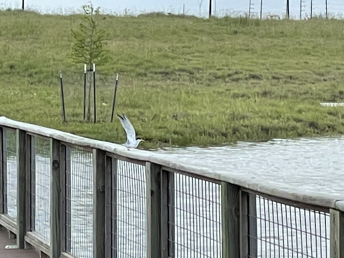 Least Tern - ML348198341