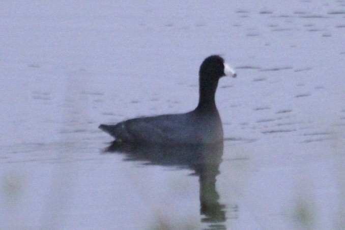 American Coot (Red-shielded) - ML34819881