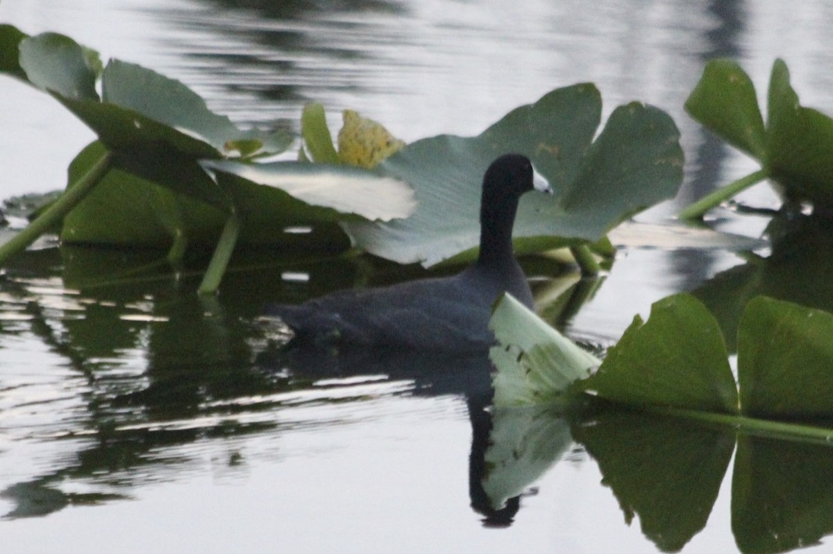 American Coot (Red-shielded) - ML34819891