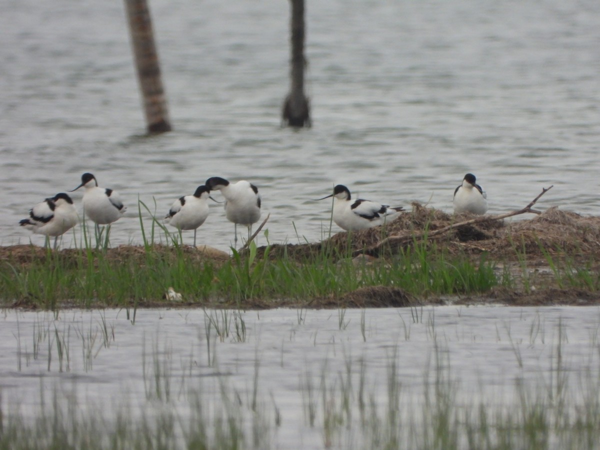 Pied Avocet - ML348199381